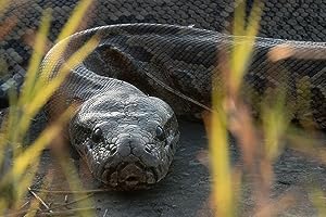 Queen of the Pythons (2019)